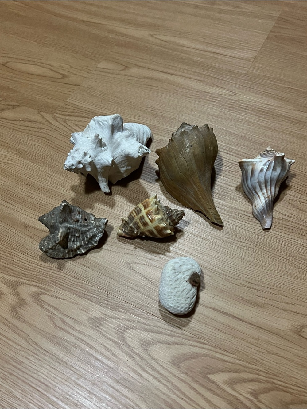 Seashells